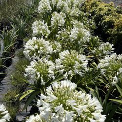 White Lily Of The Nile 