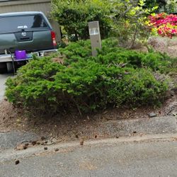 Free Junipers