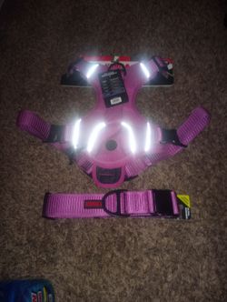 Kong dog body harness / dog collar