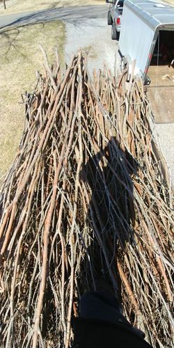 Crepe myrtle branches