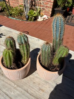 Potted Cactus Plants in Terracotta Pots – Set of 2