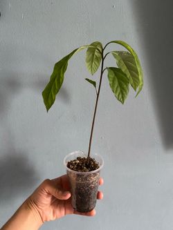 Avocado Tree / árbol de Aguacate