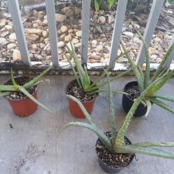 Aloe Cera Real Plants, Each $3