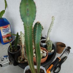 14"&11" Peruvian Apple Cactus Rooted In Pot $25 -Ship $7 - White Flowers Red Fruit 