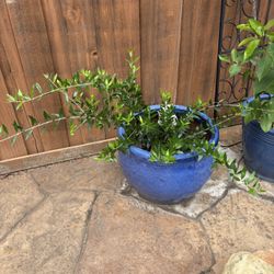 Big Olive Tree In  Nice Pot