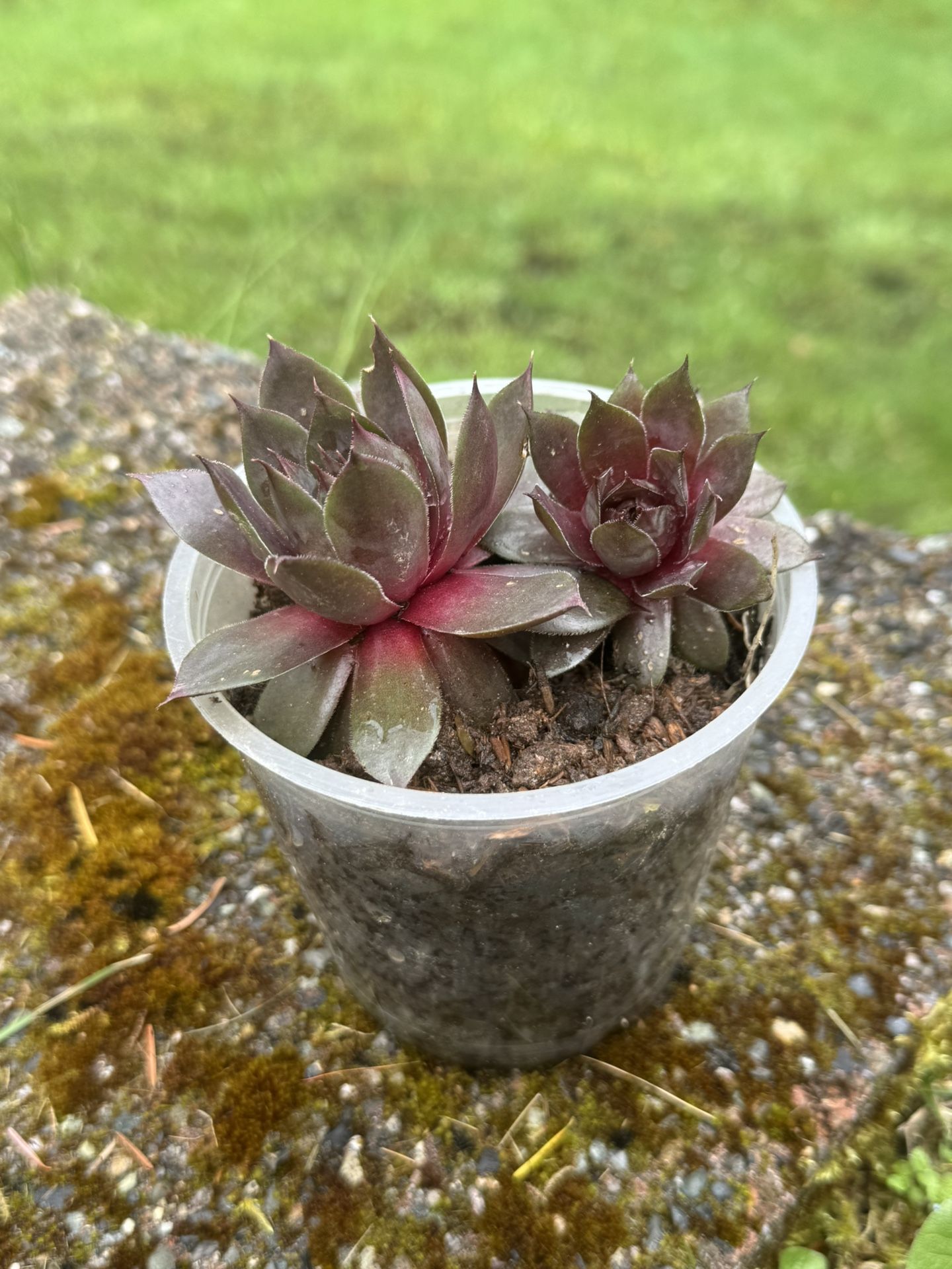Succulent Sempervivum