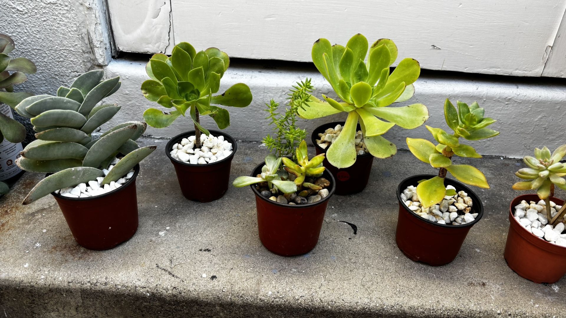 Nice Small Succulent Plants