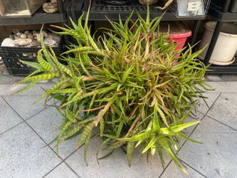 Aloe Vera