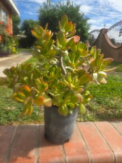 Suculent jade plant