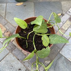 Cebu Starter Plant In 4 “ Pot