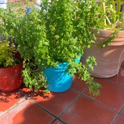 Snap dragons different colors