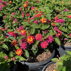 Lantana Compact