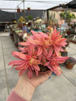 Sundream Succulents! Awesome Cacti And Succulent Shop! for Sale in West  Covina, CA - OfferUp