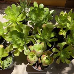 Beautiful Aeoneums Plants