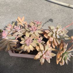 Beautiful Succulents