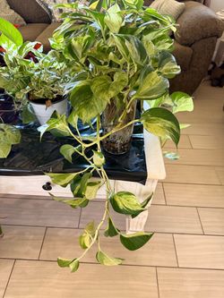Manjula Pothos