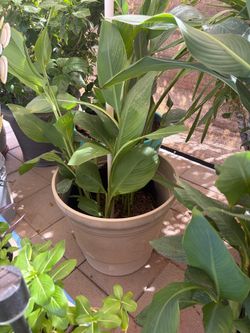 Canna Lilly in large pot