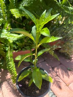 Huele de noche ( jasmin)