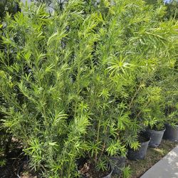 podocarpus  over 4 feet tall Instant  privacy Hedge for fence 