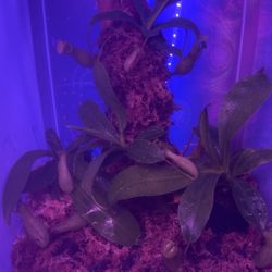 Nepenthes Alata Plants 