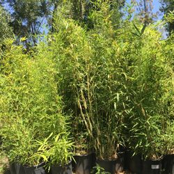 5 GALLON SIZE - BAMBOO PLANTS - APPROXIMATELY 4-6 FEET TALL -