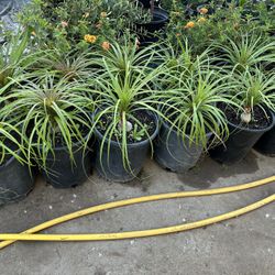 Ponytail Palms16$ Each 5 Gallon Pot
