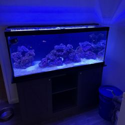 75 Gallon Fish Tank