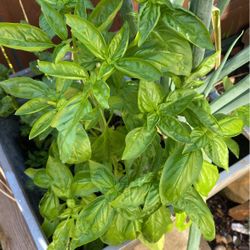 Sweet Basil
