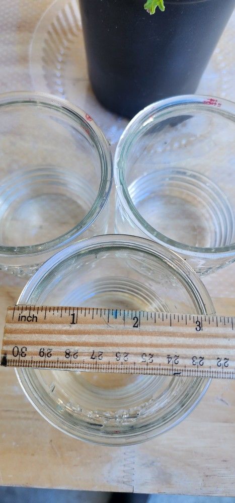 Glass Flower Vases