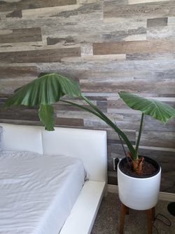 2 Elephant Ears Alocasia Plants with Pots and Stands