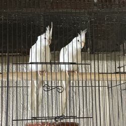 Bird Cage