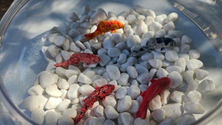 Bowl+ artificial koi+ white pebbles