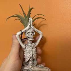 Rare namaste skeleton air plant 