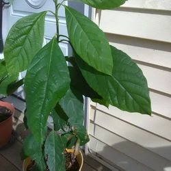 AVOCADO TREE PLANT