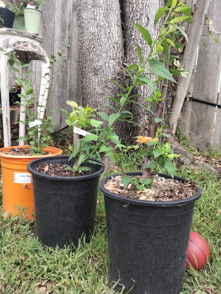 Fruit Trees