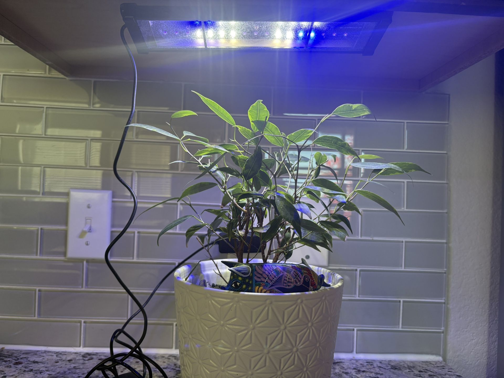 COZYWELL UVB/LED Light (Plants/Reptiles) - $10 OBO