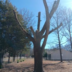 Free Estimate On Tree Removed 