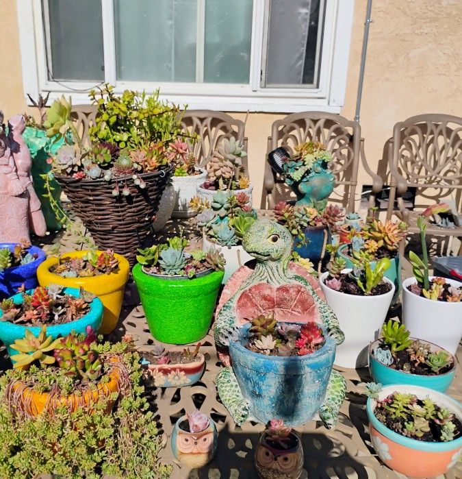 Succulent Plants