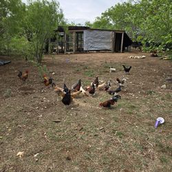 Gallinas delas kikiri $50 el par