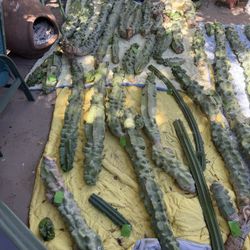 Healthy Totem, Pole Cactus