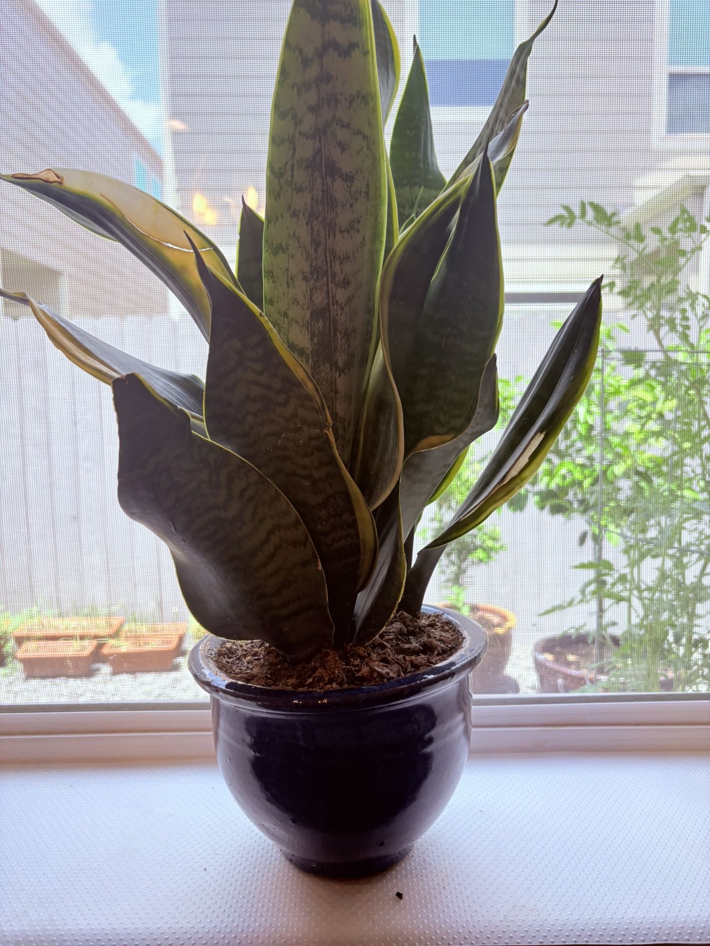 Snake Plant In 6” Ceramic Pots