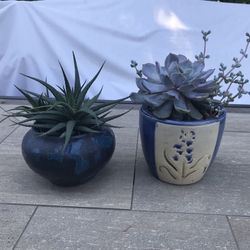 Succulents in 2 pretty ceramic pots 