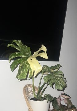 High white monstera thai constellation