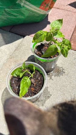 Basil babies