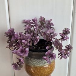 Princess Succulent with Vase 