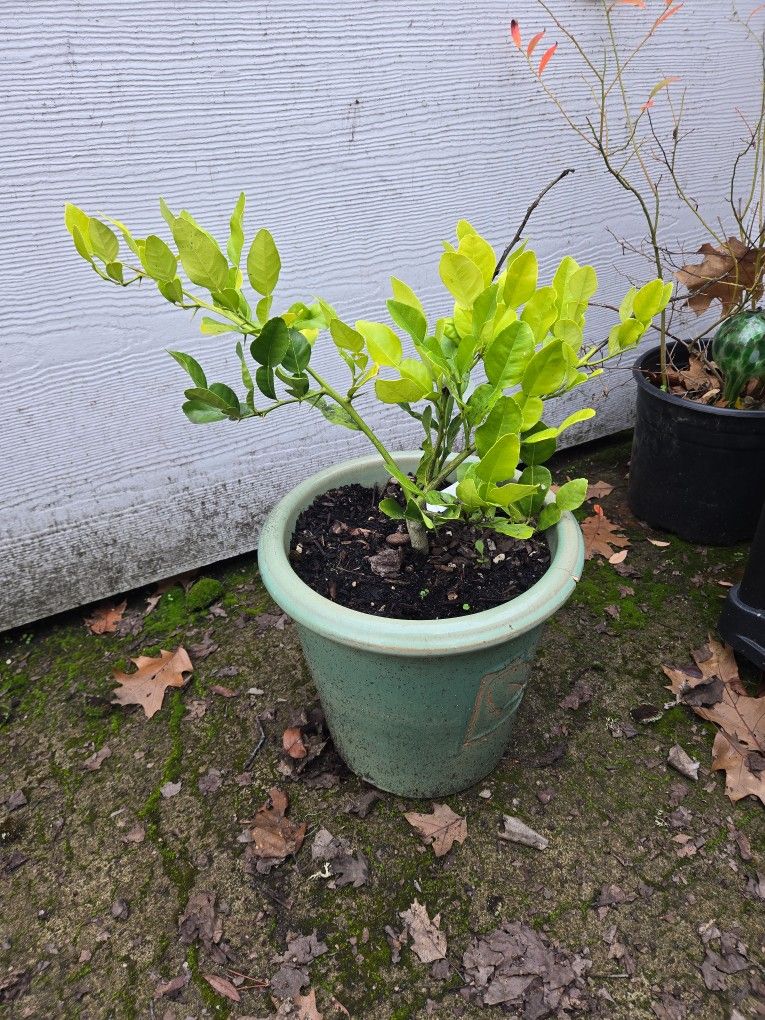 FREE Small Makrut Lime Tree