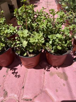Succulents