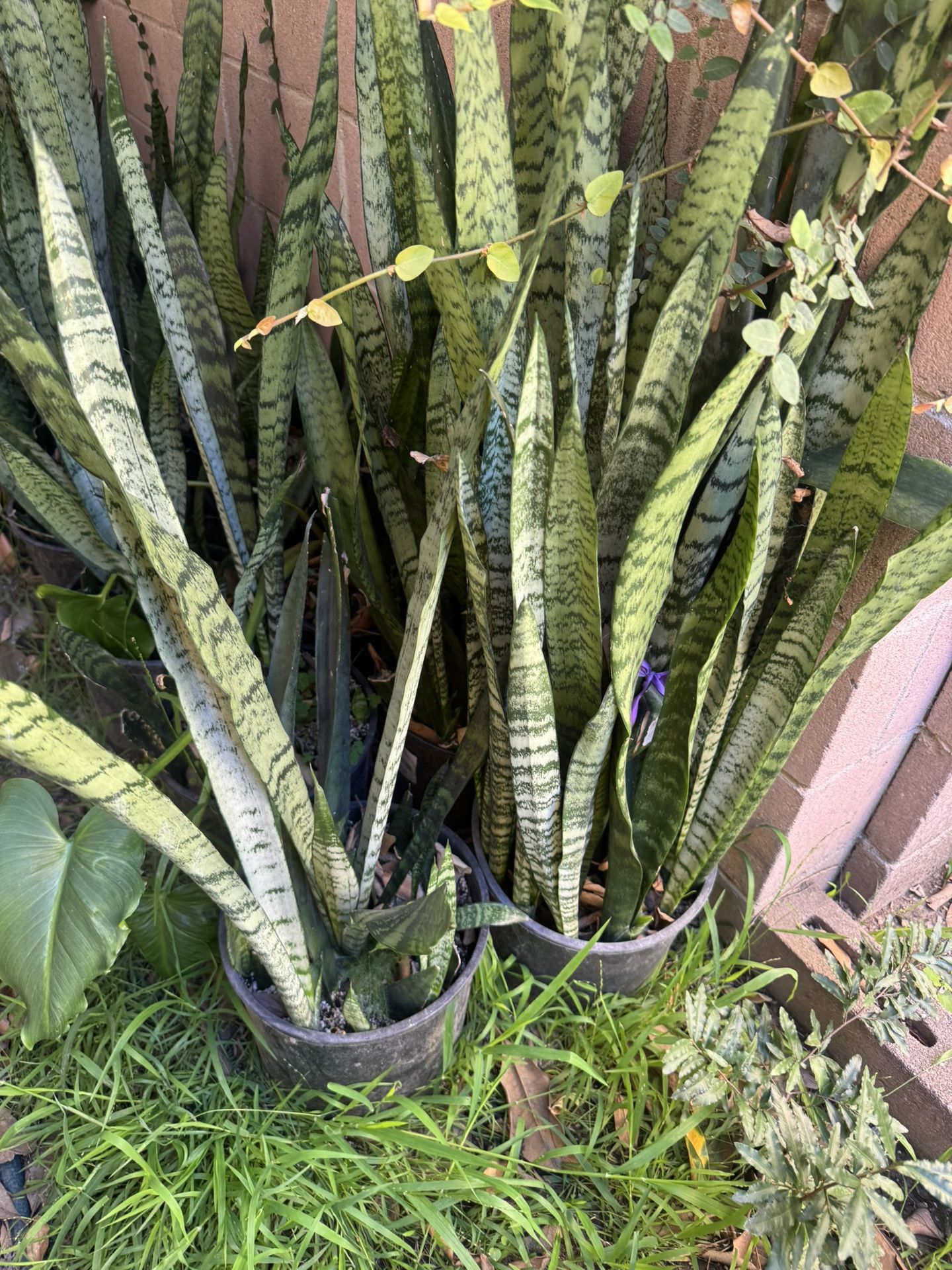 Snake Plants In The 3 Gallon Pot Full