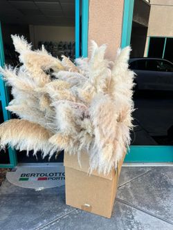 Gorgeous Pampas For decor
