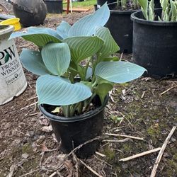 Hostas For Sale